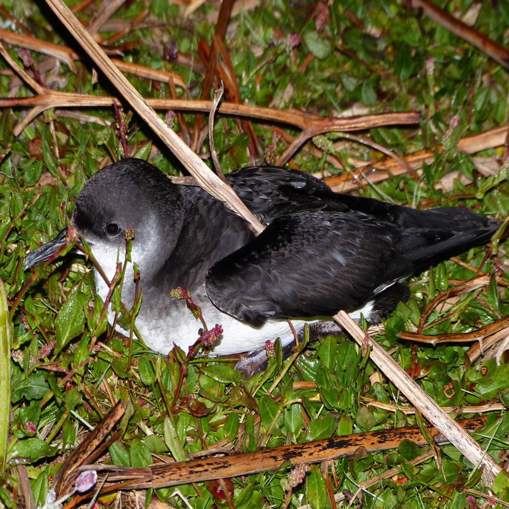 Manx Shearwater by Helen Smith