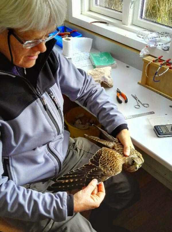 Susanne Primdahl ringing