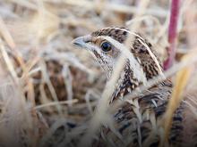 Common Quail. Steve Zammit Lupi